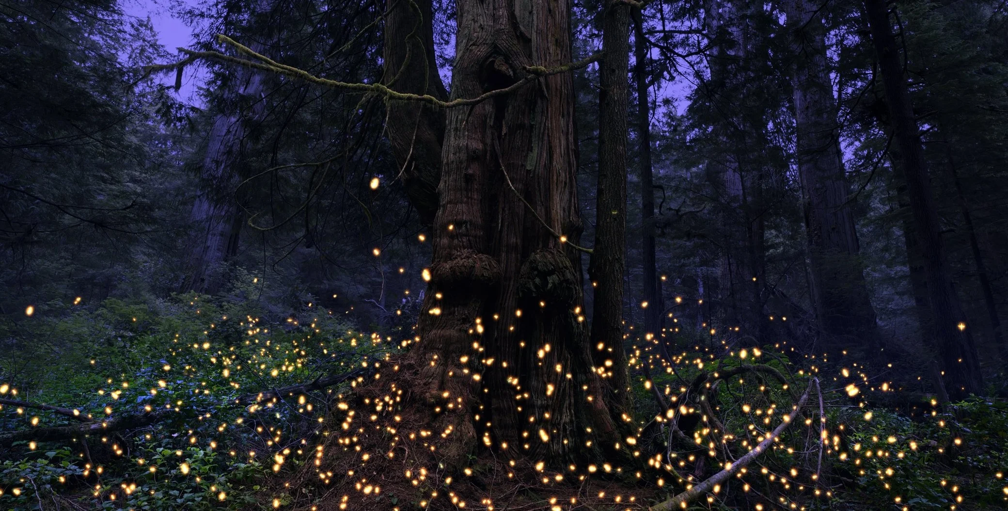 Kelly Richardson — XL Outer Worlds
